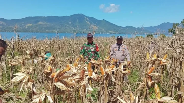 Panen Jagung Perdana di Wotan Ulumado Dorong Ketahanan Pangan