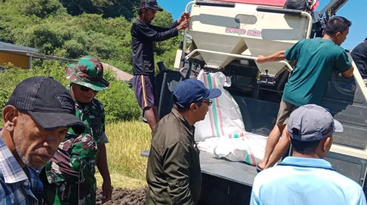 Pelatihan Combine Harvester Tingkatkan Efisiensi Panen Petani di Manggarai