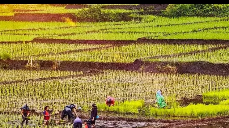 Sektor Pertanian Masih Dominasi Ekonomi NTT Tahun Ini