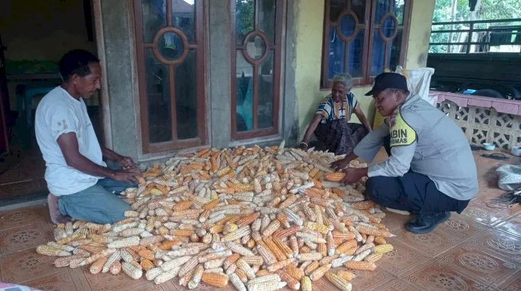 Bhabinkamtibmas Dampingi Panen Jagung Ketahanan Pangan Gera