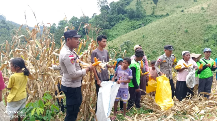 Panen Raya Jagung Binaan Polsek Nangapanda Capai 11 Ton per Hektar
