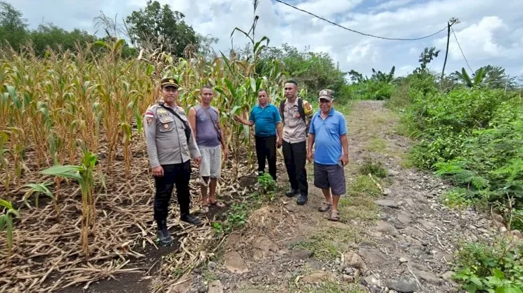 Polsek Satarmese Tinjau Lokasi Panen Jagung Poktan Tanjung Tilir