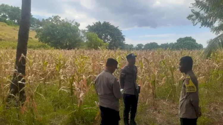 Polres Sikka Pastikan Kesiapan Panen Raya Jagung
