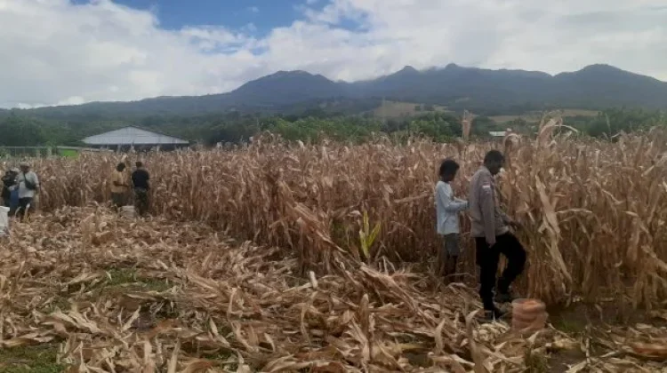 Panen Jagung Hewuli Perkuat Ketahanan Pangan Sikka