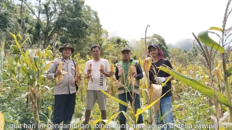 Polsek Wolowaru Panen Raya Jagung Bersama Petani Binaan Desa Wiwipemo