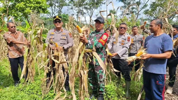 Polres Ngada Panen Raya Jagung Dukung Ketahanan Pangan Nasional
