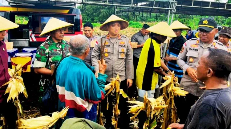 Kapolres Flotim Pimpin Panen Raya Jagung Serentak di Titehena
