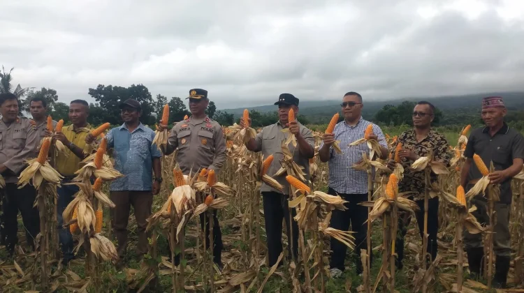 Panen Raya Jagung Polri di Rana Mese Dukung Swasembada Pangan Nasional