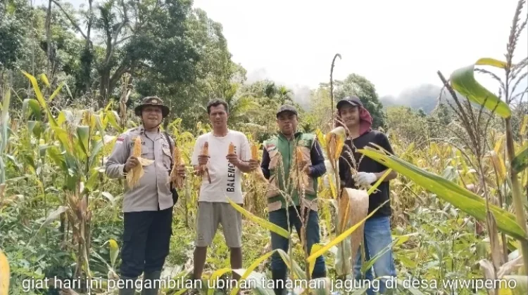Polsek Wolowaru Panen Raya Jagung Bersama Petani