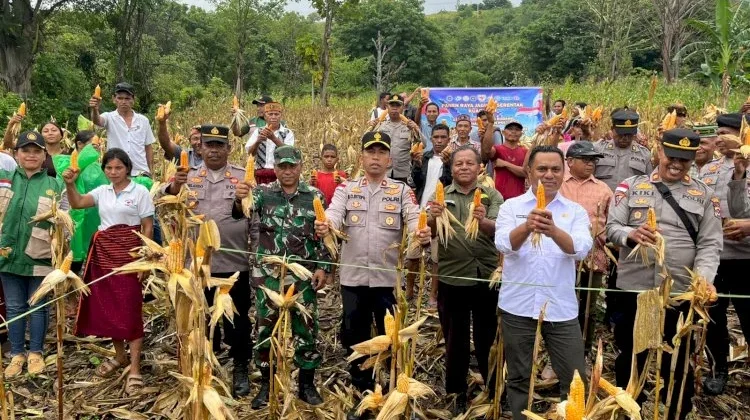 Polres Manggarai Gelar Panen Raya Jagung, Dukung Ketahanan Pangan Nasional