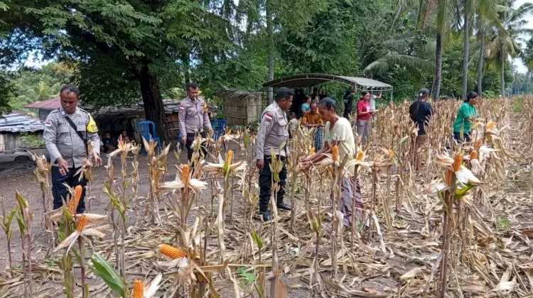 Panen Jagung Hibrida di Doreng dan Lela Dongkrak Cadangan Pangan