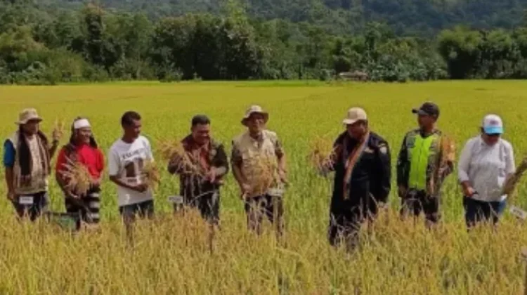 Petani Organik Flores Dorong Pertanian Berkelanjutan Ramah Lingkungan