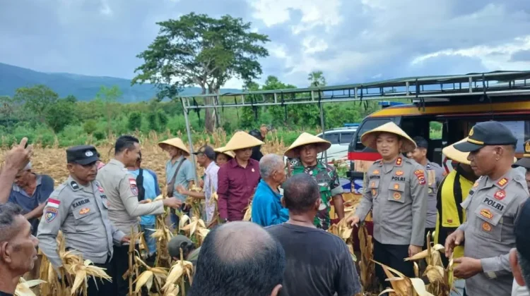 Panen Raya Jagung di Titehena Perkuat Ketahanan Pangan Flores Timur