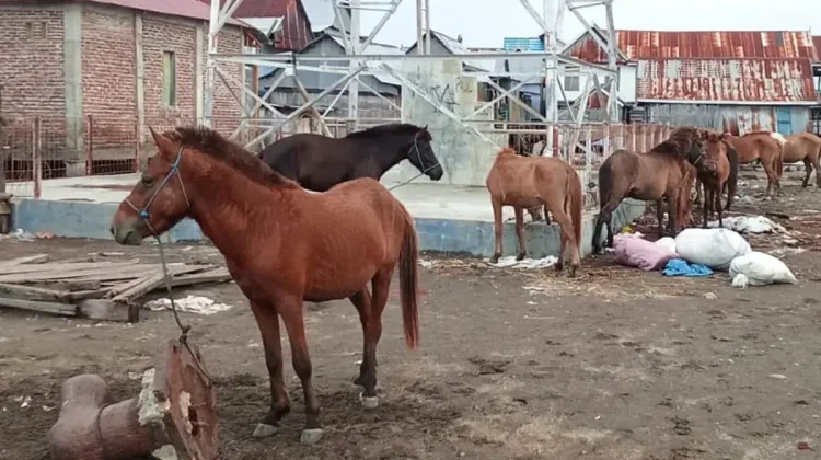 Ternak Sikka Dikirim ke Jeneponto jelang Iduladha