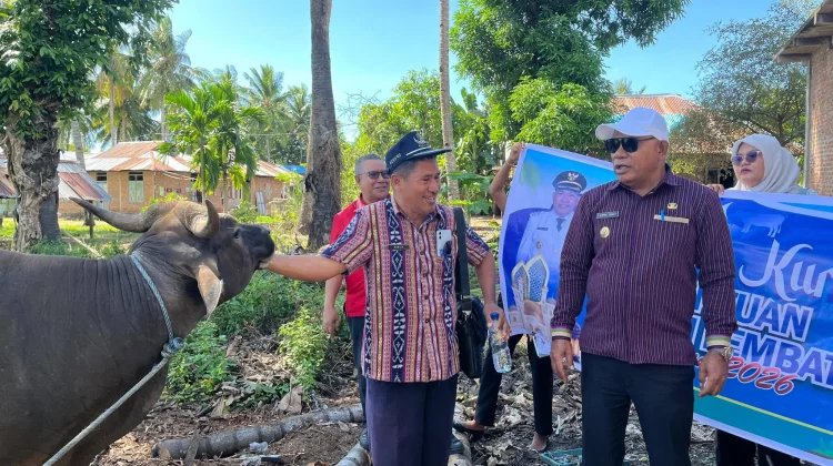 Pemkab Lembata Salurkan Sapi Kurban ke Tiga Masjid