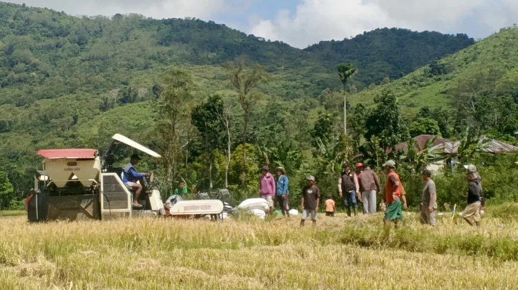 Petani di Lingko Lanar Manggarai Rasakan Efisiensi Panen Modern Mesin Combine