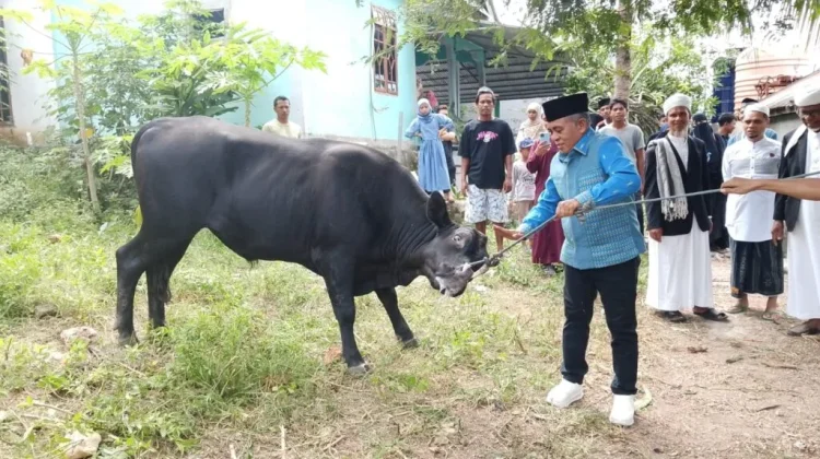 Bupati Manggarai Barat Serahkan Hewan Kurban Bantuan Presiden di Lamtoro