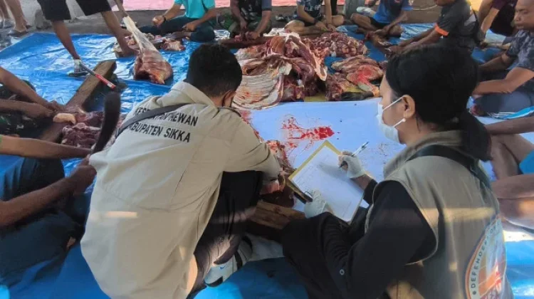 Ratusan Hewan Kurban Perkuat Toleransi Umat di Sikka