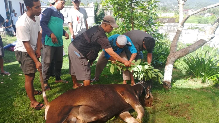 Muhammadiyah Manggarai Salurkan Tiga Sapi Kurban