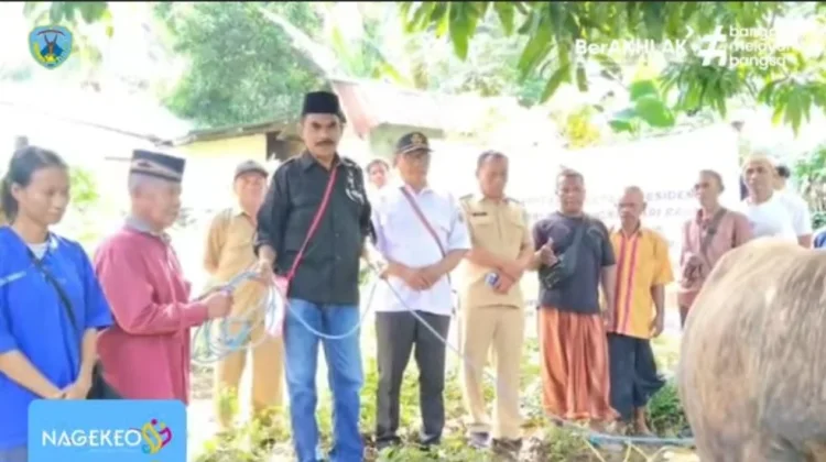 Wabup Nagekeo Serahkan Sapi Kurban Bantuan Presiden
