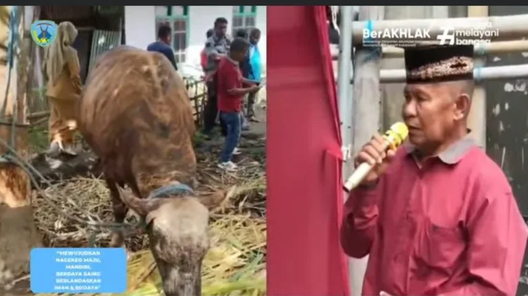 Presiden Salurkan Sapi Kurban 851 Kilogram ke Nagekeo
