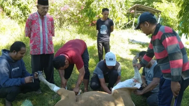 Semangat Berbagi dan Toleransi Warnai Kegiatan Qurban di MAN 1 Manggarai