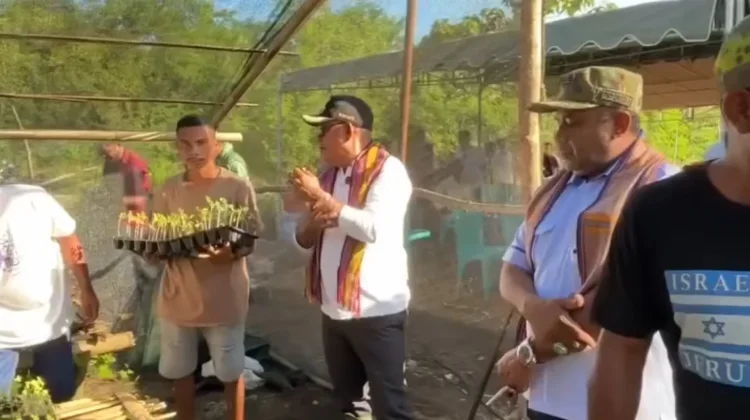 Pengembangan Lahan Kebun Contoh Kaya Tene Agriculture Ditargetkan 15 Hektare