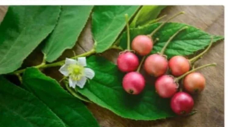 Buah Kersen Kaya Manfaat, Baik untuk Jantung dan Imunitas