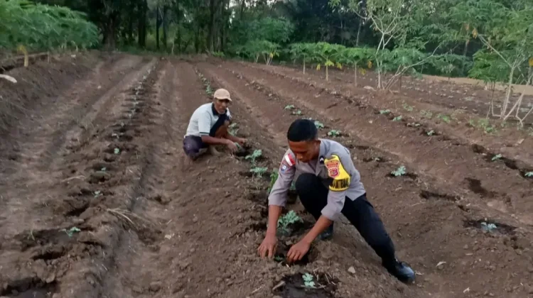 Bhabinkamtibmas Tarawali Dukung Ketahanan Pangan