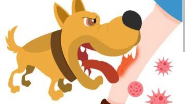 Dinkes Imbau Warga Tidak Sepelekan Gigitan Hewan Penular Rabies
