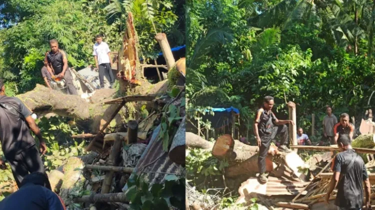Pohon Tumbang Timpa Rumah Warga Desa Nelle Lorang