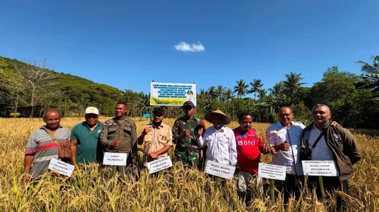 Panen Perdana Padi Kelompok Tani Waiboleng Digelar di Kelubagolit