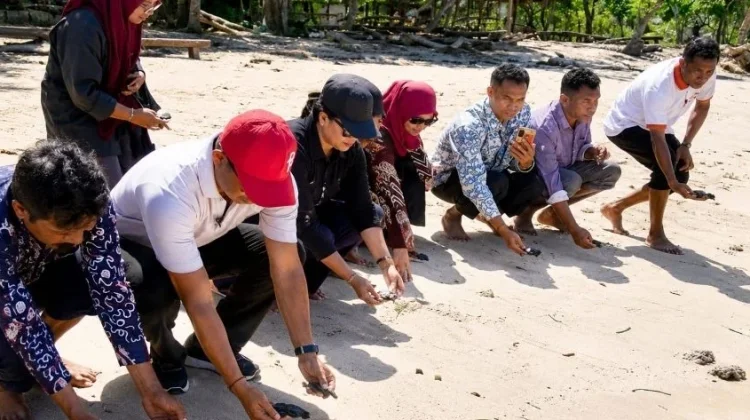 Pelepasan 250 Tukik Warnai Upaya Pelestarian Penyu Flores Timur