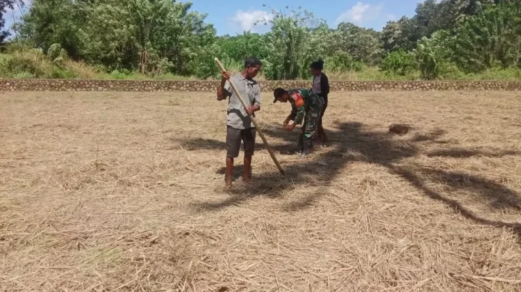 Petani Boru Kembali Garap Lahan di Tengah Aktivitas Gunung Lewotobi