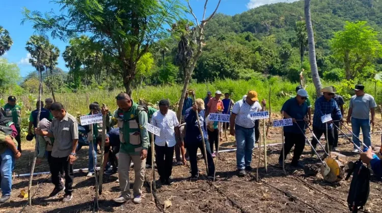 Penanaman Perdana Jagung Komposit Dorong Swasembada Pangan Lembata