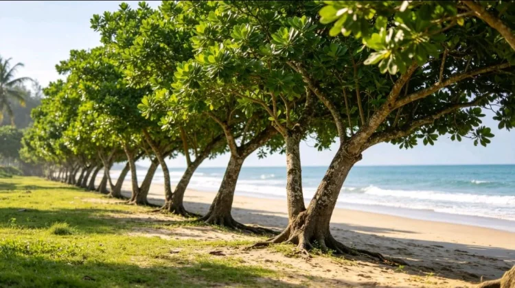 Vegetasi Pesisir Jadi Kunci Perlindungan Pantai Selatan Ende