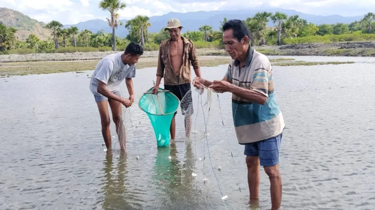 Petani Bandeng Ngada Bertahan di tengah Lonjakan Harga Pakan