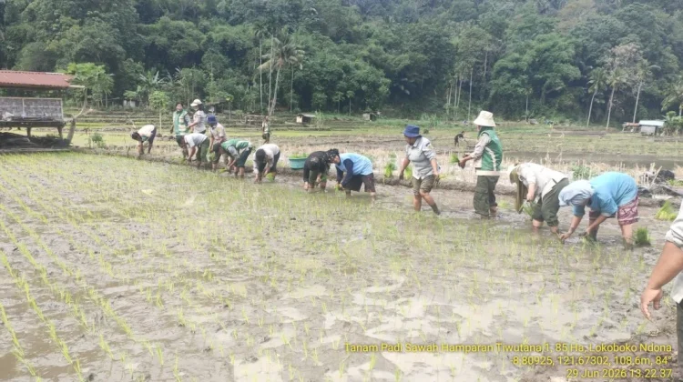 Inovasi Inpari 42 Ubah Strategi Tanam Petani Ende Hadapi El Nino