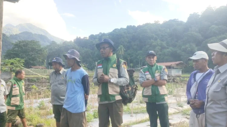 El Nino Mengintai Petani Ende Perkuat Strategi Jaga Panen
