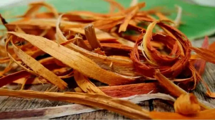 Manfaat Kayu Secang, Si Merah Alami yang Menyehatkan Tubuh