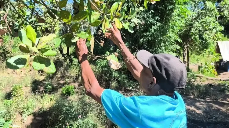 Erupsi Lewotobi Rusak Pertanian, Warga Talibura Beralih Mata Pencaharian
