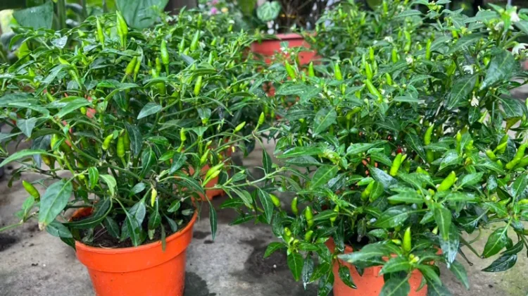 Tips Menanam Cabai di dalam Pot