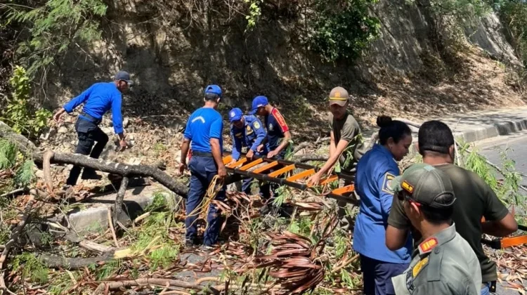 Satpol PP Manggarai Barat Pangkas Pohon Rawan Tumbang di Jalan Raymundus Rambu