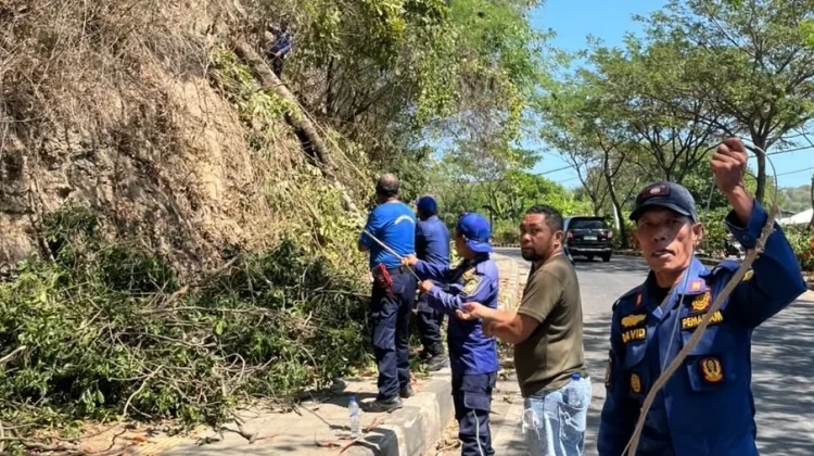 Kasat Pol PP Manggarai Barat Dorong Pemantauan Berkala Pohon Rawan Tumbang