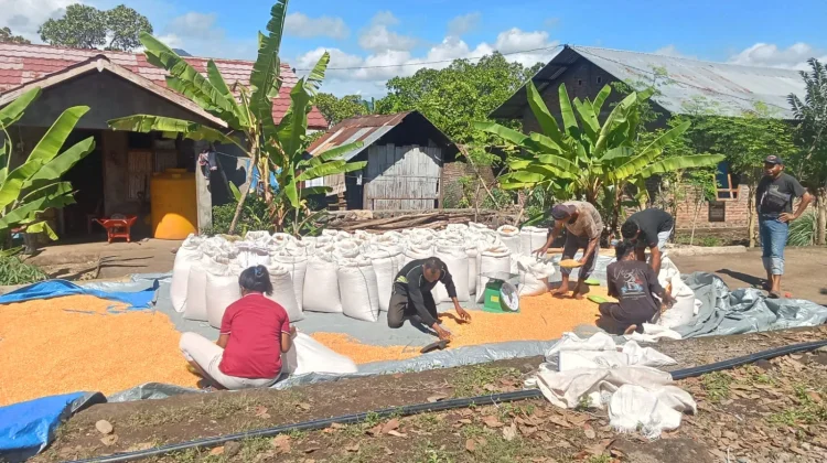 Petani Ile Gerong Optimistis Produksi Jagung Meningkat Berkat Bulog