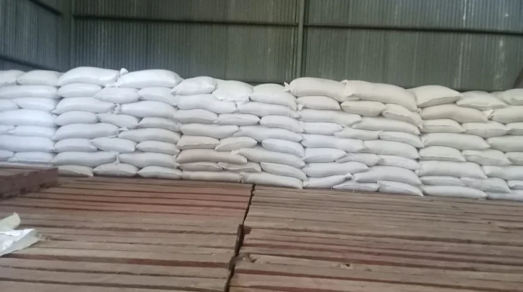 Pasar Tak Menentu Sempat Tekan Produksi Jagung Petani Ile Gerong