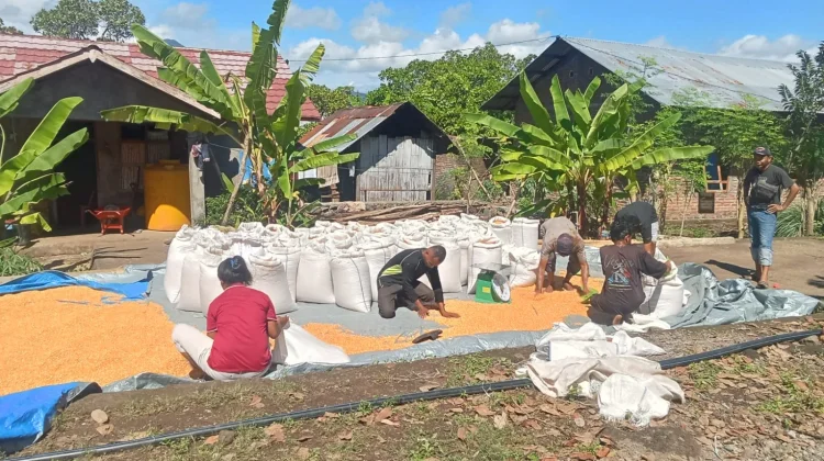 Harga Jagung Olahan Lebih Tinggi, Petani Flores Timur Harap Dukungan Hilirisasi