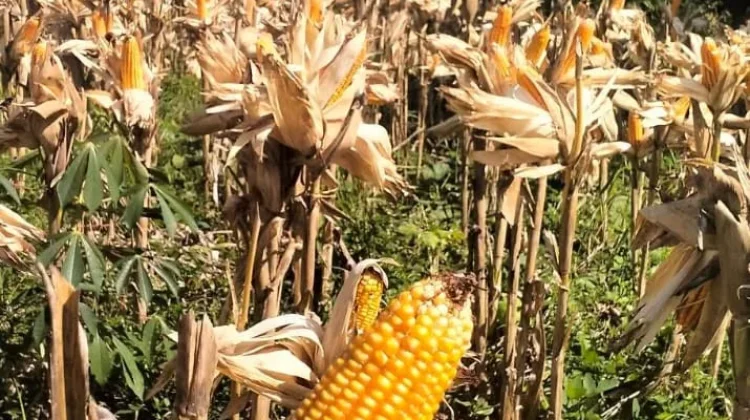 Petani Jagung Flores Timur Minta Pemda Perkuat Dukungan untuk Sektor Pertanian