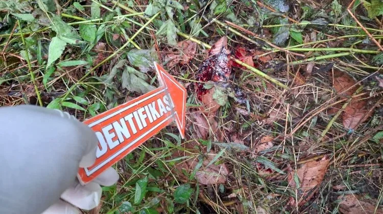 Petani di Talibura Tewas Diduga Diserang Babi Hutan saat Berburu