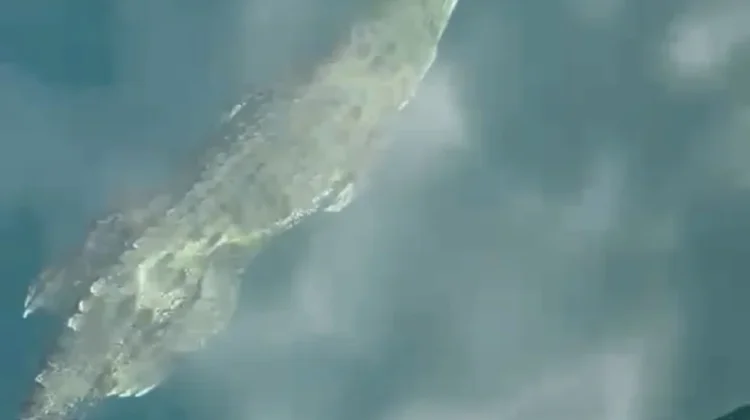 Buaya Muara Terpantau di Perairan TN Komodo, Warga dan Pengunjung Diimbau Waspada